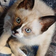 シャム猫の子猫　里親募集中