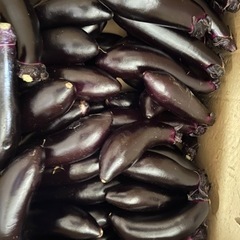 本日も朝採れナス!!🍆