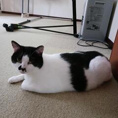 白黒の控えめな女の子😺