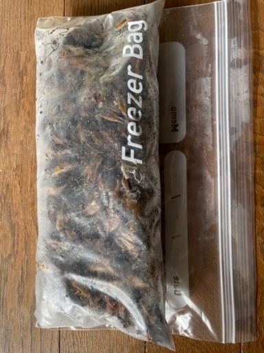 冷凍コオロギ4キロ（爬虫類、亀などの餌に）