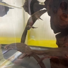 アカハライモリ 大切にして頂ける方に差し上げます