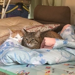 急募 兄弟猫ちゃん2匹里親を募集