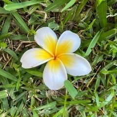 うるま市石川ヨガ教室🧘‍♂️ご予約は2時間前までにおねがいします🙇‍♀️の画像