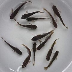 【メダカ】北辻ヒレロング_画像全部