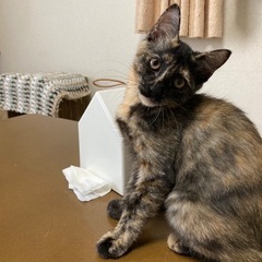 サビ猫のキーちゃん