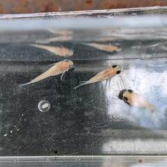 めだか　メダカ　出目パンダダルマ（ピンポン）有精卵の画像