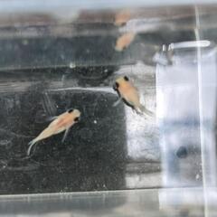 めだか　メダカ　出目パンダダルマ（ピンポン）有精卵