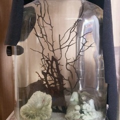 ピクシーシュリンプ