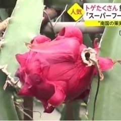 ドラゴンフルーツ