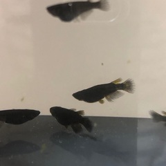 メダカ　カイジ若魚　10匹の画像