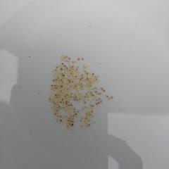 めだか　メダカ　サファイア有精卵の画像