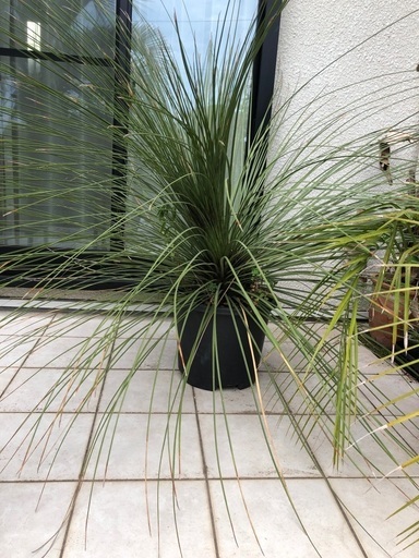 ダシリリオン　ロンギッシマム