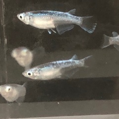 メダカ　輝黒龍　若魚　6匹