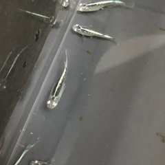 メダカ　輝黒龍　若魚　6匹の画像