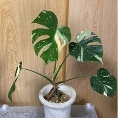 モンステラ イエローモンスター まとめて