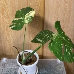 モンステラ イエローモンスター まとめて