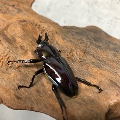 ニジイロクワガタ王紫血統ホワイトアイペアの画像