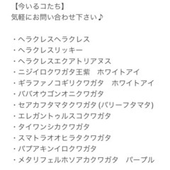 ニジイロクワガタ王紫血統ホワイトアイペアの画像