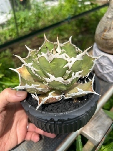 チタノタ　烈焔　子株の販売です。