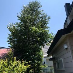 伐採・草刈りのご用命はございませんか？