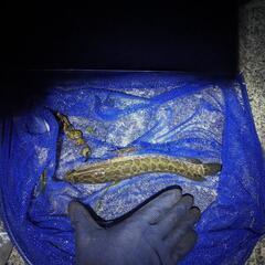 雷魚 ライギョ カムルチーの画像