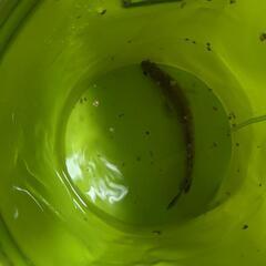 雷魚 ライギョ カムルチーの画像