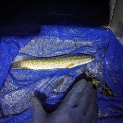 雷魚 ライギョ カムルチーの画像