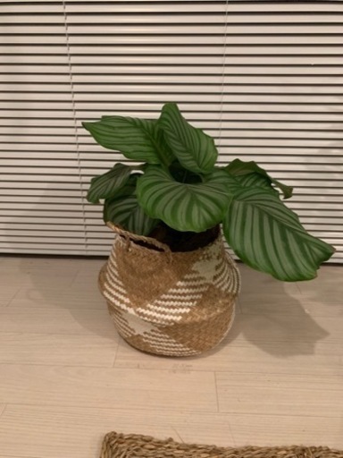 カラテア オルビフォヒア