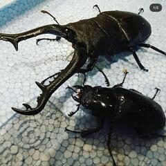 クワガタ＊7/15(土)玉島土曜夜市＊玉島通町商店街＊ロードプラ...