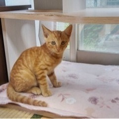 仔猫ちゃん里親様募集中