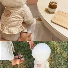 ペットウェア　新品3点の画像