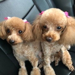 よろしくお願いします