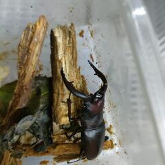 ノコギリクワガタのペアの画像