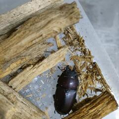 ノコギリクワガタのペアの画像