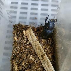 ノコギリクワガタのペアの画像