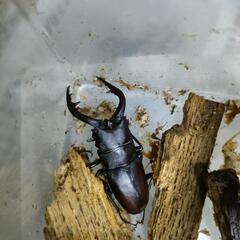 ノコギリクワガタのペア