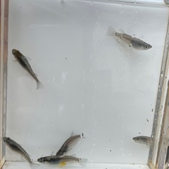 カブキ　メダカ　稚魚の画像