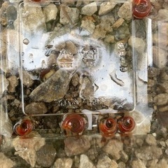 鉢掃除