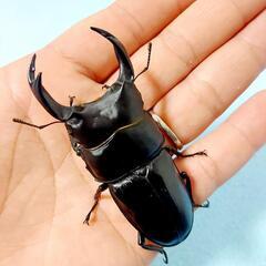 【新成虫】能勢YG血統　オオクワガタ　♂️78.6㍉＋♀️50....