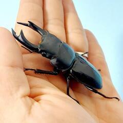 【23年羽化個体】能勢YG血統　オオクワガタ　♂️77.1㍉＋♀️48.8㍉　ペア　◎配送可◎の画像