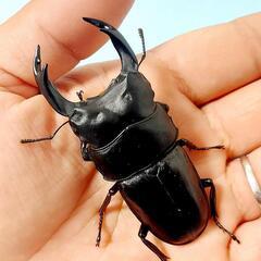 【23年羽化個体】能勢YG血統　オオクワガタ　♂️77.1㍉＋♀...