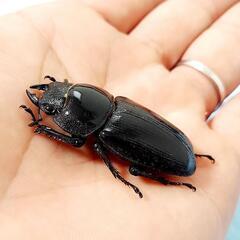 【23年羽化個体】能勢YG血統　オオクワガタ　♂️77.1㍉＋♀️48.8㍉　ペア　◎配送可◎の画像