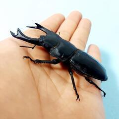 【新成虫】能勢SR血統　オオクワガタ　♂️83.5㍉(90.1同)　単品　◎配送可◎の画像