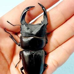 【新成虫】能勢SR血統　オオクワガタ　♂️81.3㍉B(90.1同)　単品　◎配送可◎の画像