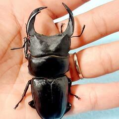 【新成虫】能勢SR血統　オオクワガタ　♂️81.3㍉B(90.1...