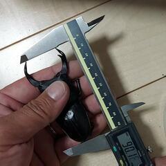【新成虫】能勢SR血統　オオクワガタ　♂️81.3㍉B(90.1同)　単品　◎配送可◎の画像