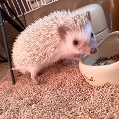 ハリネズミ