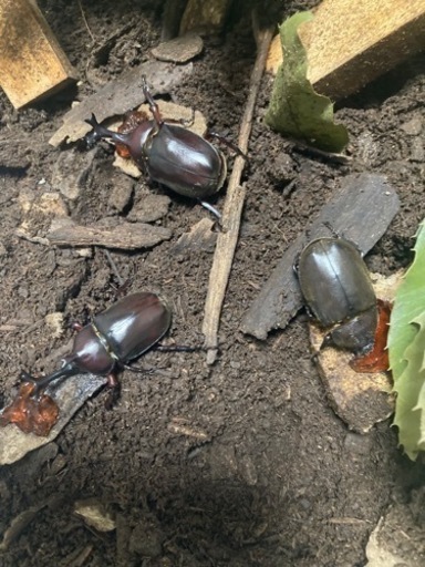 10リットルの昆虫シート2袋付き、20匹のカブトムシ、卵、幼虫値下げしました。可愛いがって頂ける方にお譲りします。