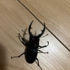 天然ノコギリクワガタオスのみ