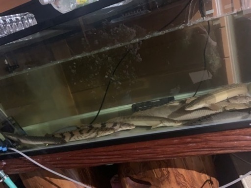 熱帯魚